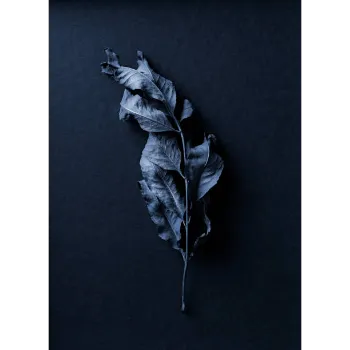 Organic Dry Indigo Leaves